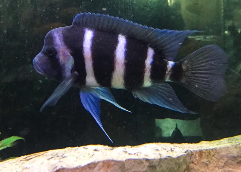 Cyphotilapia gibberosa 'Mikula'